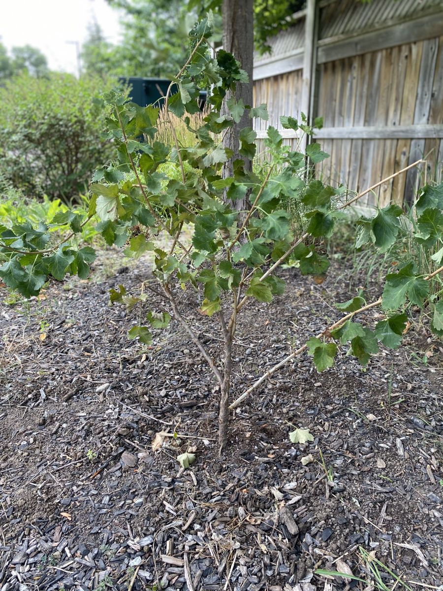 A Jostaberry tree was planted in honor of those SHOW has lost.